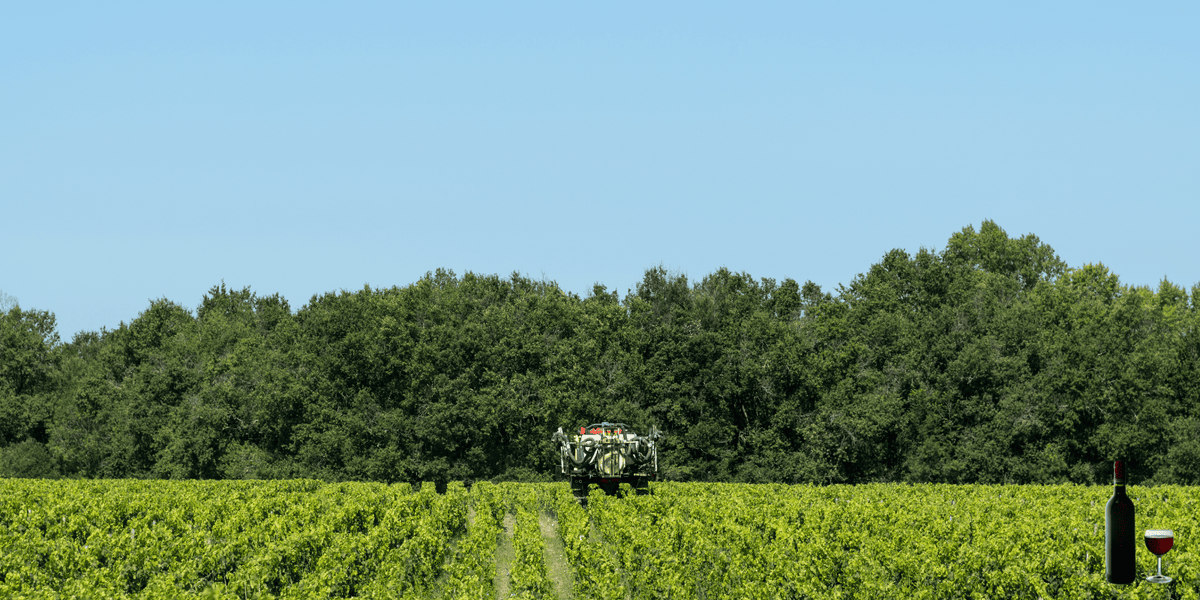 Wijngaarden in Listrac-Médoc in Bordeaux
