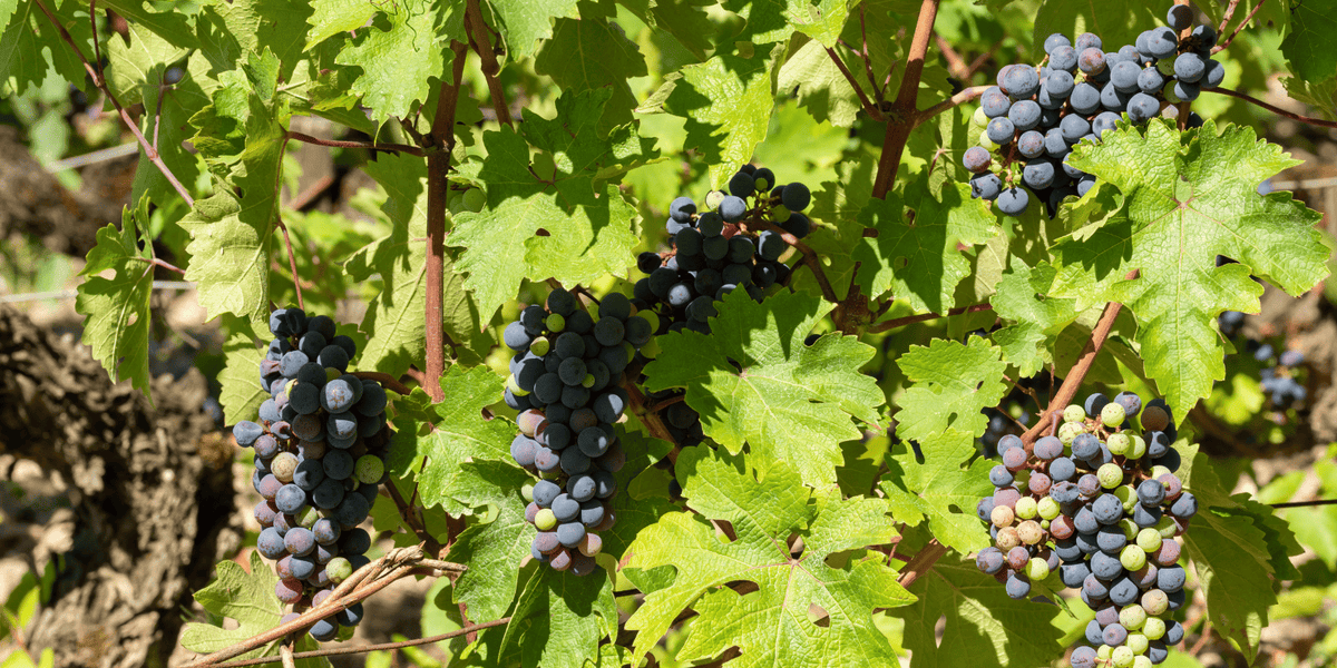 Wijngaard in Haut-Médoc